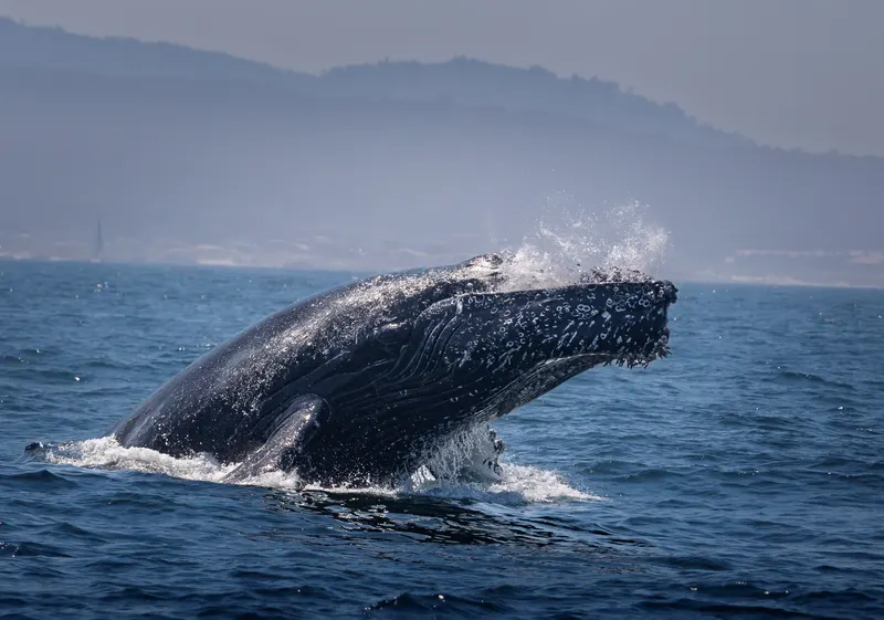 Breaching Humpback