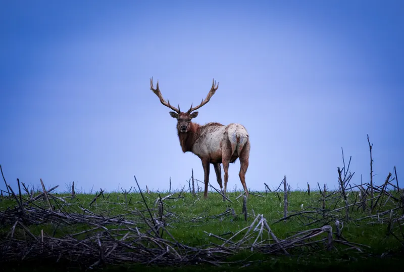 Bull Elk in the Meadow