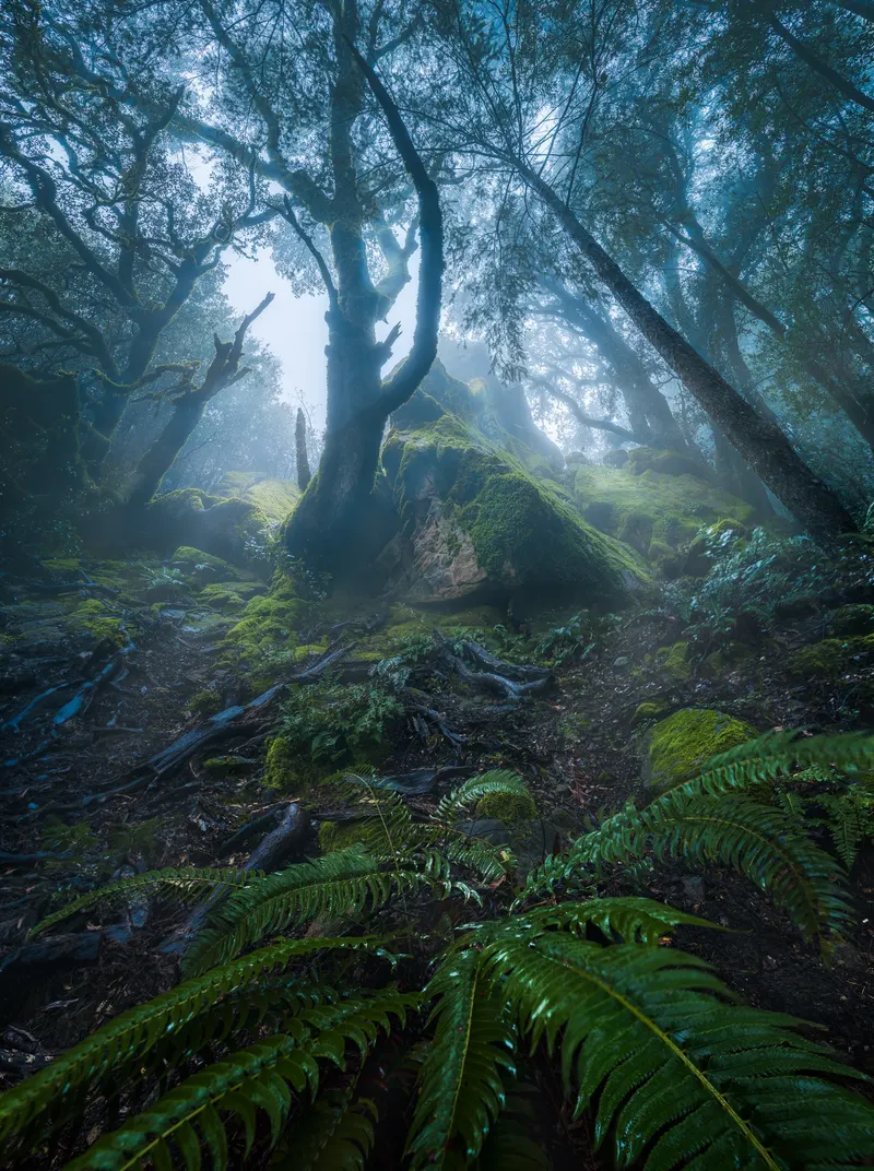 Fern Forest in Mist