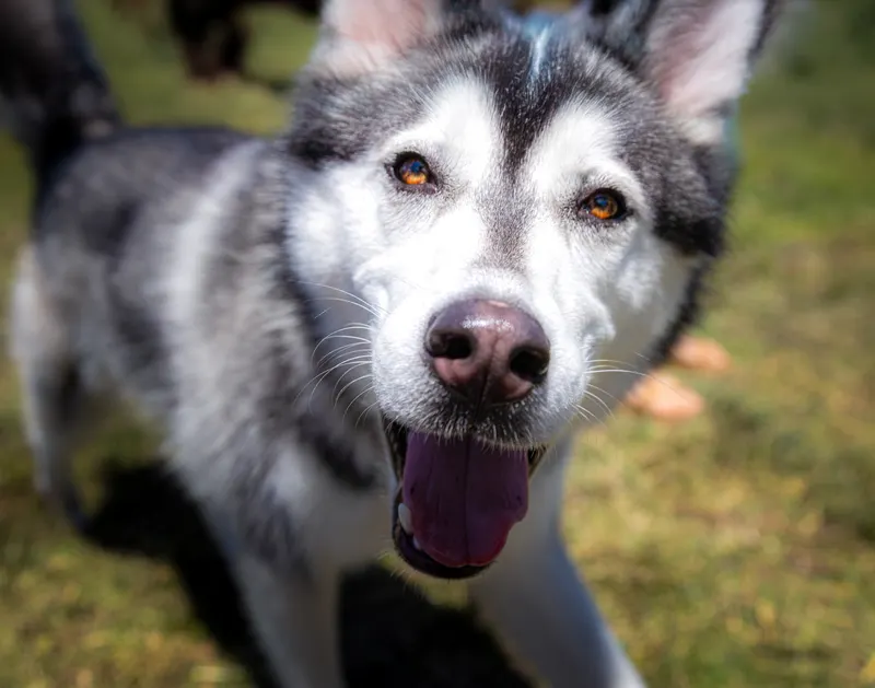 Husky Close-Up