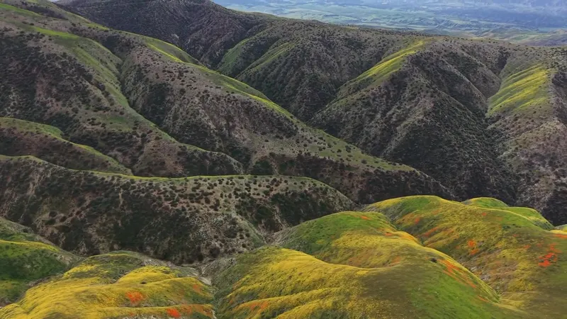 Wildflower Ridges